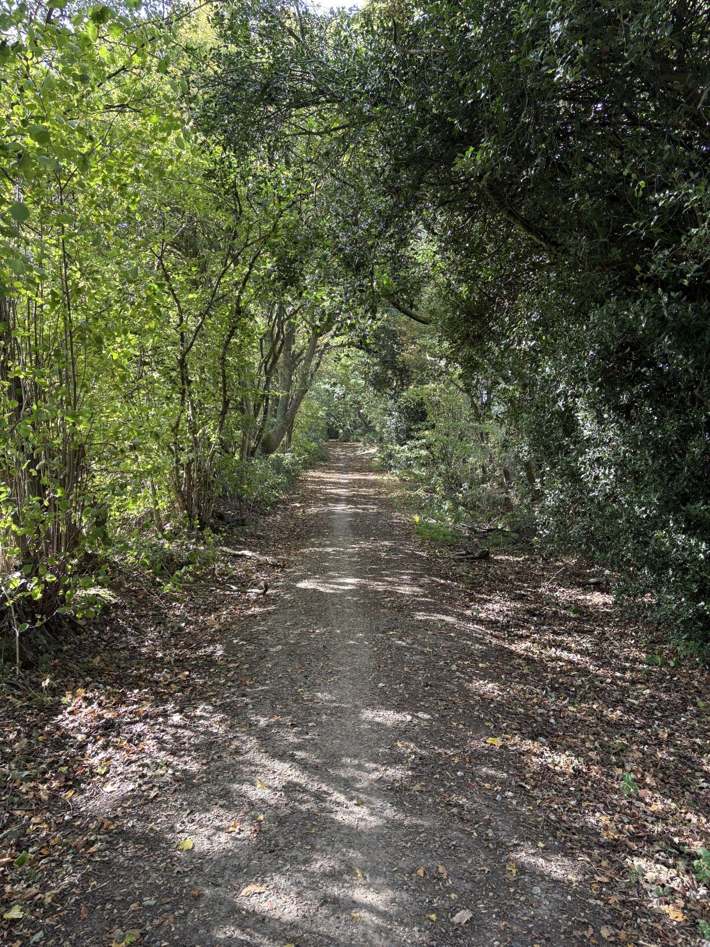 wooded path